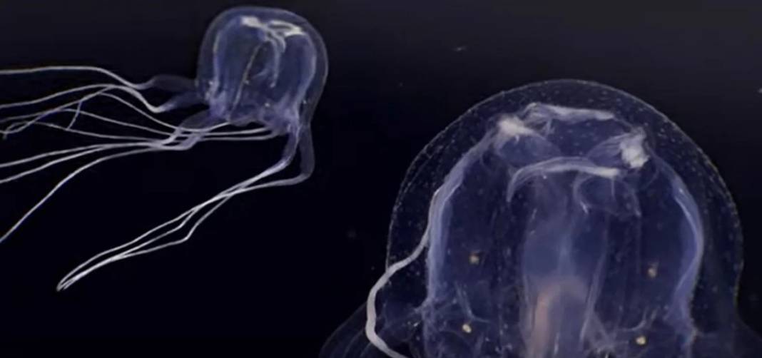 24 gözü var, şeffaf ve renksiz gövdeli! Bilim insanları bile şaşkın, ne kadar tehlikeli olduğu bilinmiyor 1